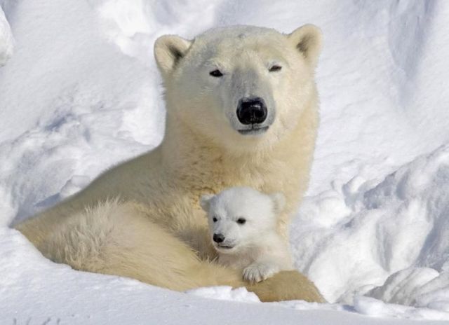 These funny animals (55 pics)