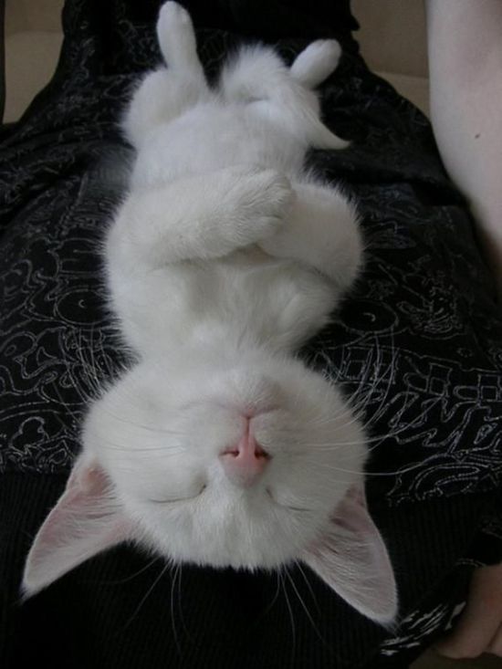 These funny animals (55 pics)