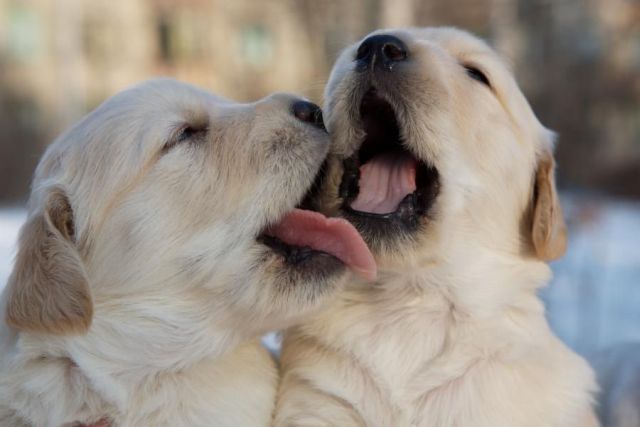 These funny animals (55 pics)