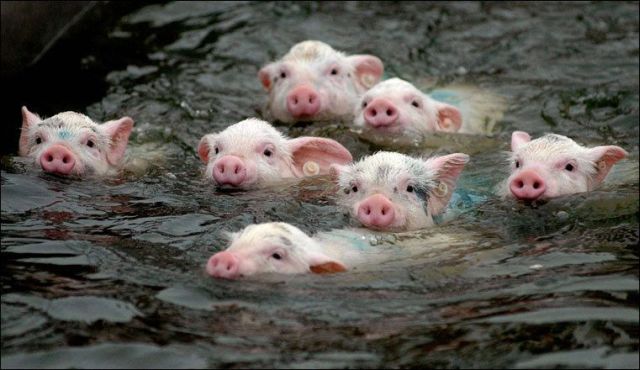 These funny animals (55 pics)