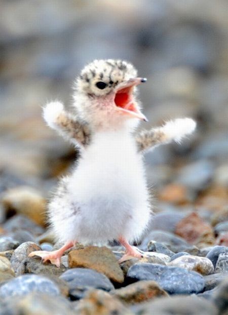 These funny animals (55 pics)