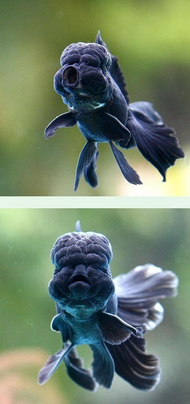 These funny animals (55 pics)