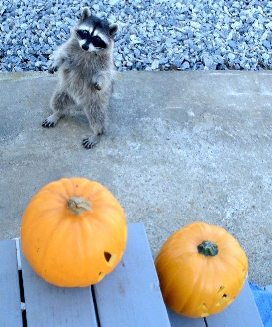 These funny animals (55 pics)