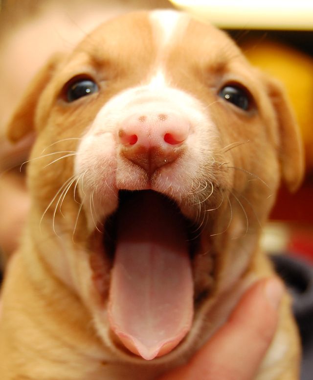These funny animals (55 pics)