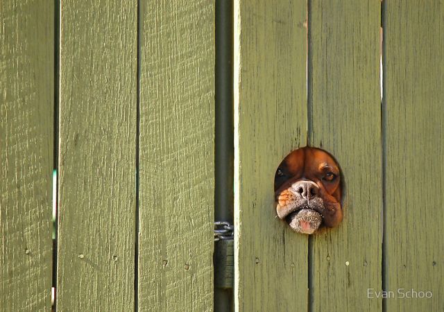 These funny animals (55 pics)