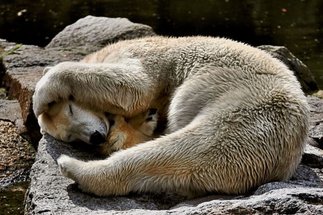 These funny animals (55 pics)