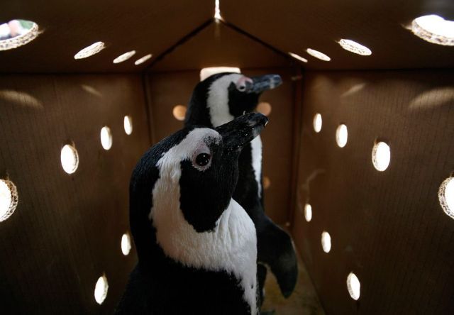 These funny animals (55 pics)