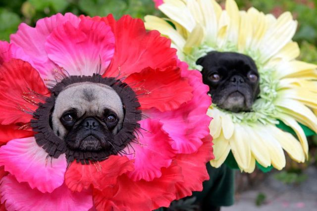 These funny animals (55 pics)
