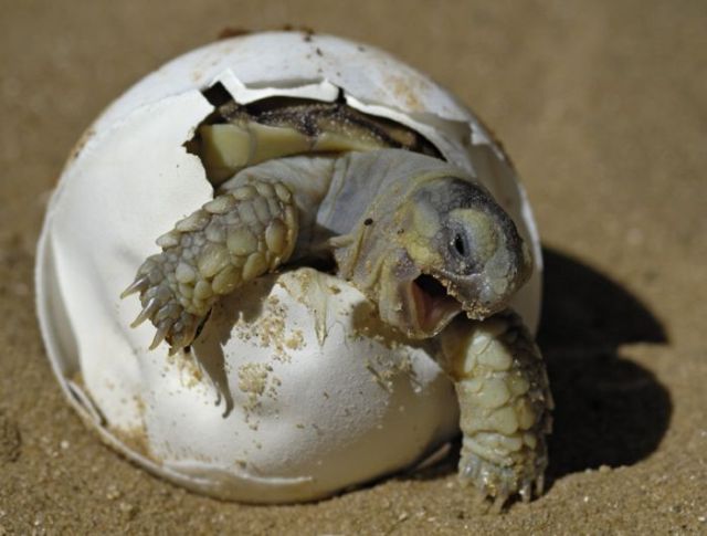 These funny animals (55 pics)