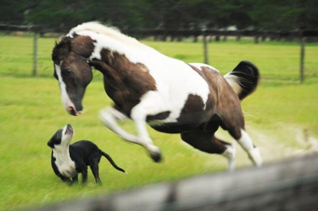 These funny animals (55 pics)