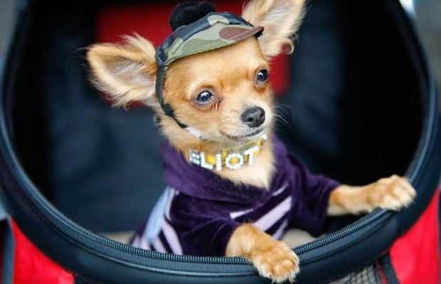 These funny animals (55 pics)