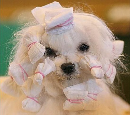 These funny animals (55 pics)