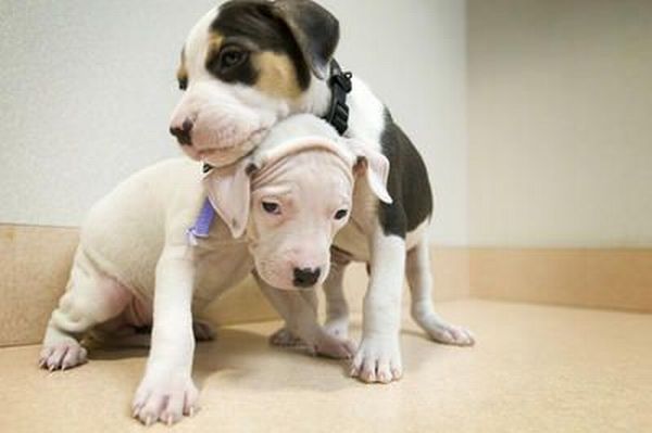 These funny animals (55 pics)