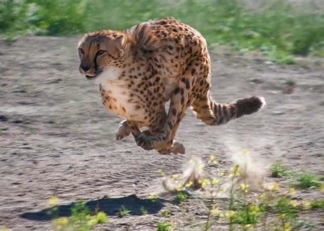 These funny animals (55 pics)