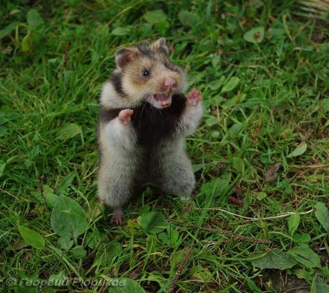 These funny animals (55 pics)