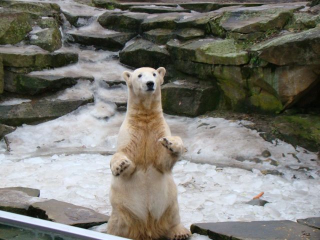 These funny animals (55 pics)