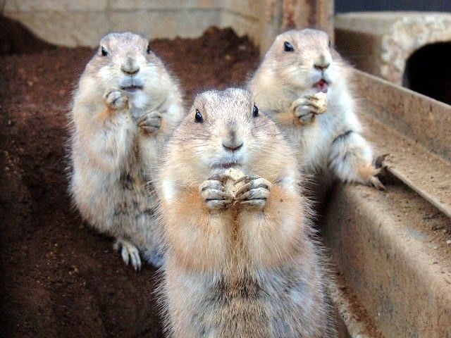 These funny animals (55 pics)