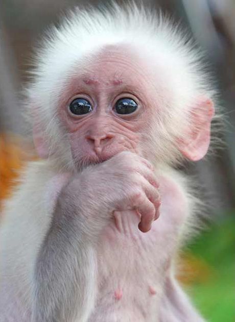 These funny animals (55 pics)