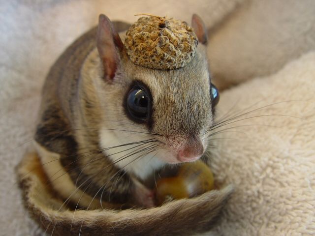 These funny animals (55 pics)