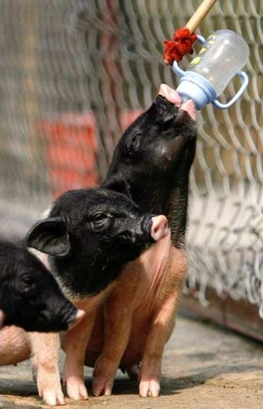 These funny animals (55 pics)