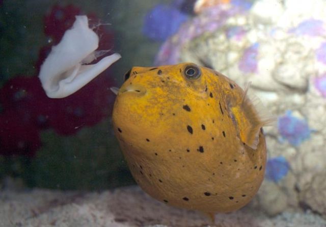 These funny animals (55 pics)