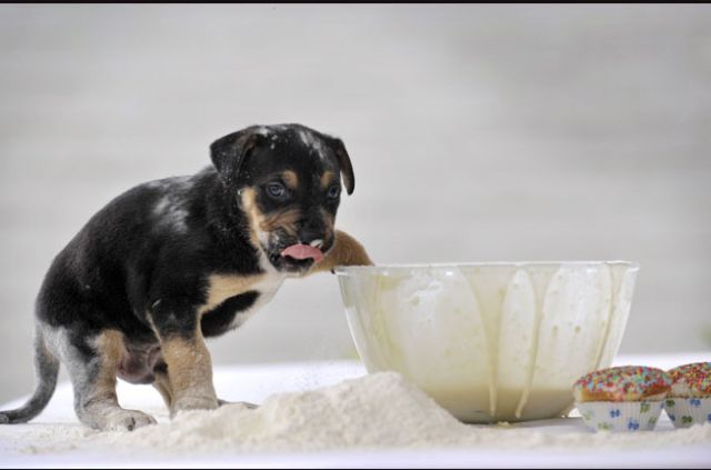 These funny animals (55 pics)