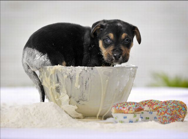 These funny animals (55 pics)