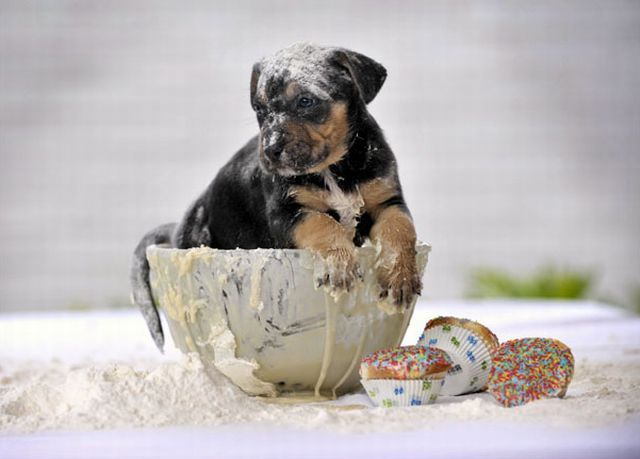 These funny animals (55 pics)