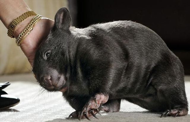These funny animals (55 pics)