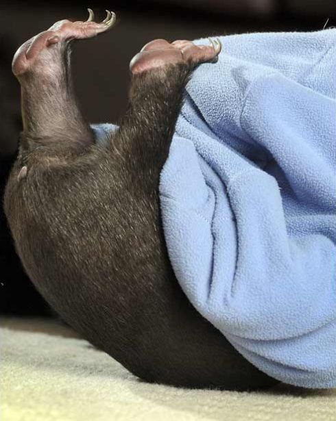 These funny animals (55 pics)