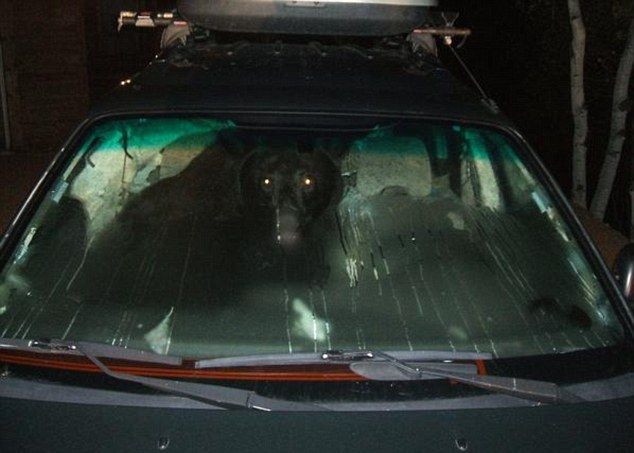 A real car thief in action. Scary! (3 pics)