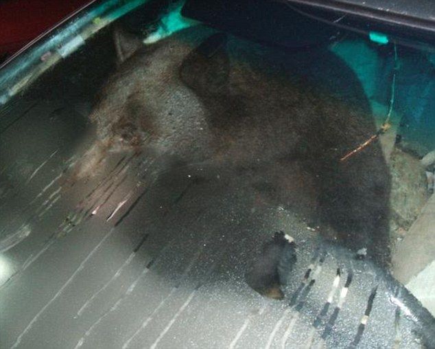 A real car thief in action. Scary! (3 pics)