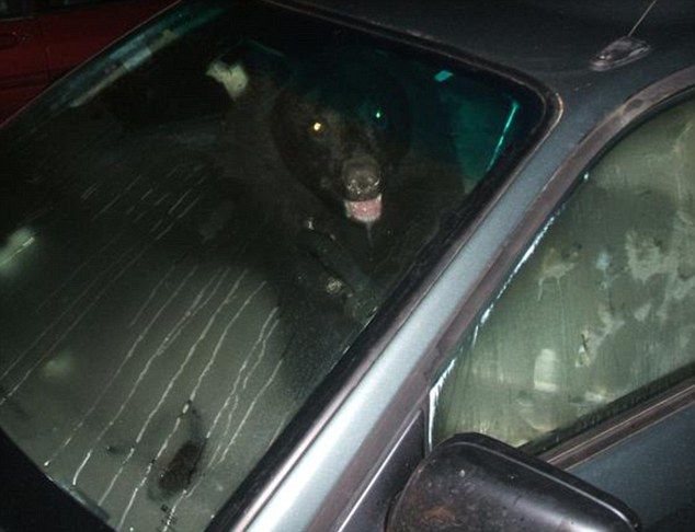 A real car thief in action. Scary! (3 pics)