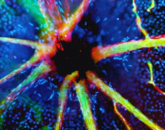 Amazing microscope photography that will make you say wow! (50 pics)