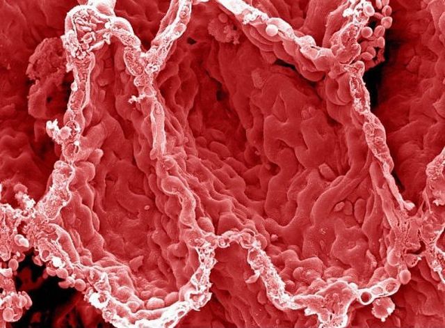 Amazing microscope photography that will make you say wow! (50 pics)