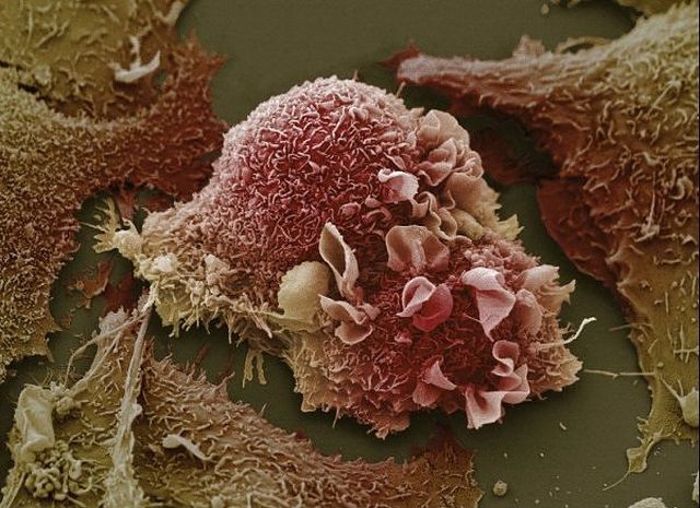 Amazing microscope photography that will make you say wow! (50 pics)