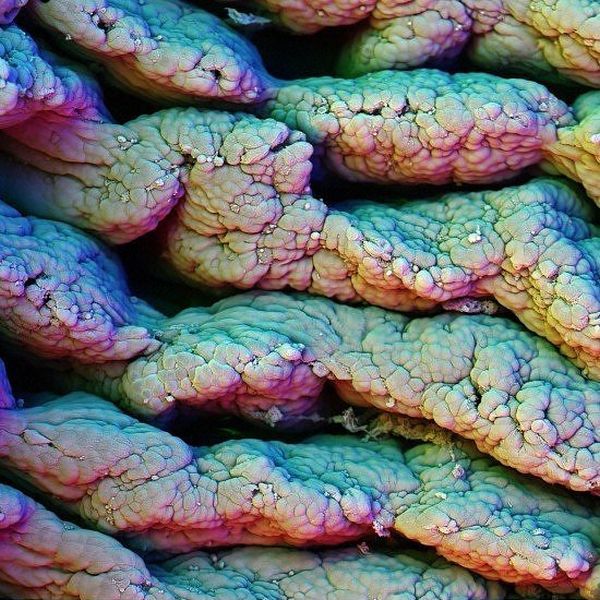 Amazing microscope photography that will make you say wow! (50 pics)