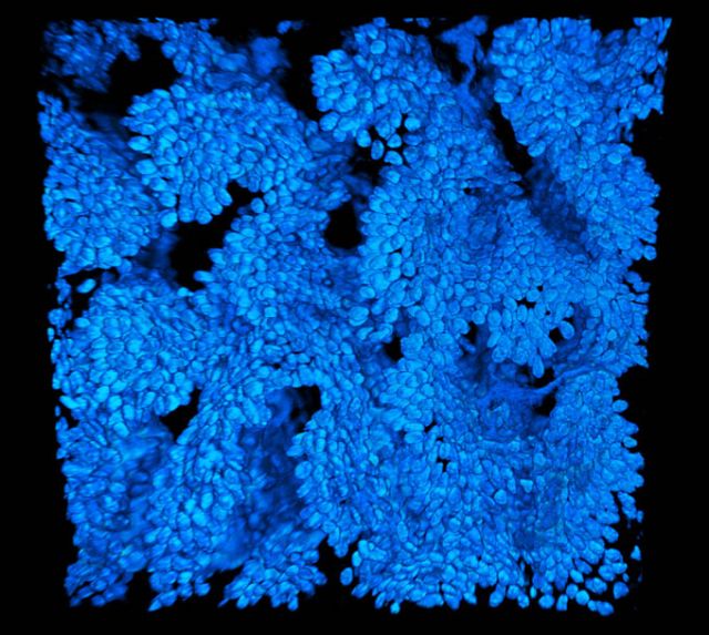 Amazing microscope photography that will make you say wow! (50 pics)