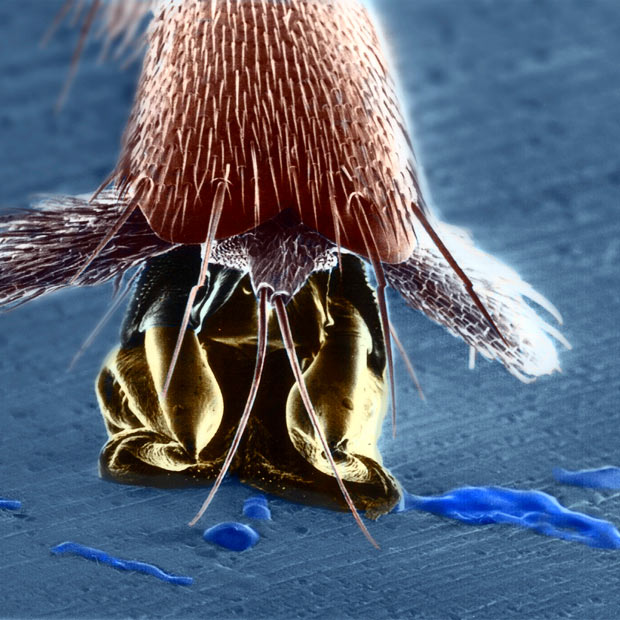 Amazing microscope photography that will make you say wow! (50 pics)