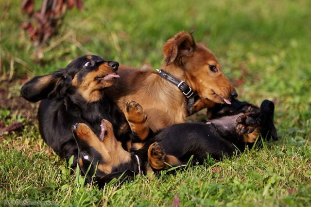 These funny animals (43 pics)
