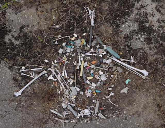 To know why albatrosses die, just look into their stomach!! (30 pics)
