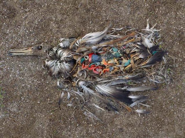 To know why albatrosses die, just look into their stomach!! (30 pics)