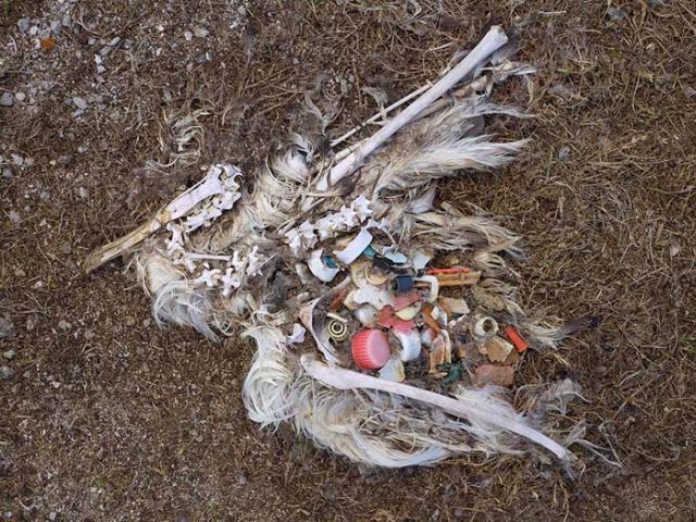 To know why albatrosses die, just look into their stomach!! (30 pics)