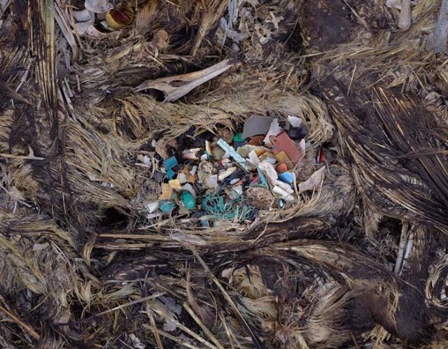 To know why albatrosses die, just look into their stomach!! (30 pics)