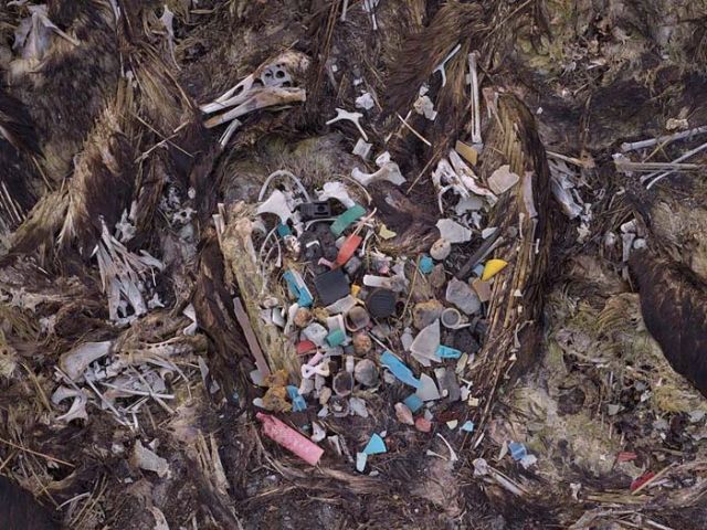To know why albatrosses die, just look into their stomach!! (30 pics)