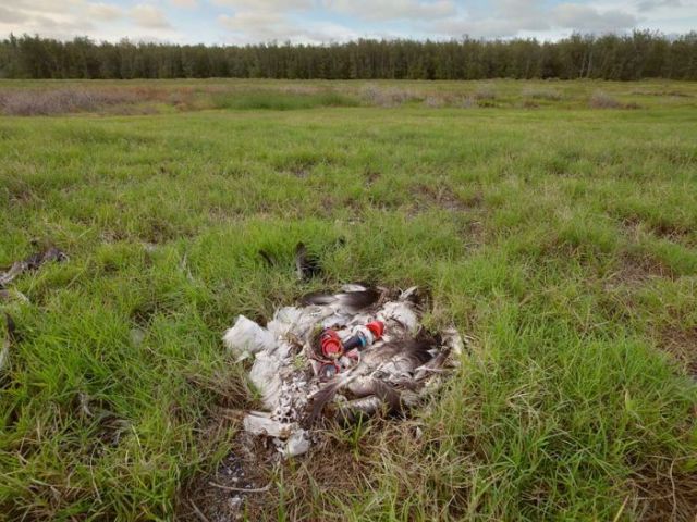 To know why albatrosses die, just look into their stomach!! (30 pics)
