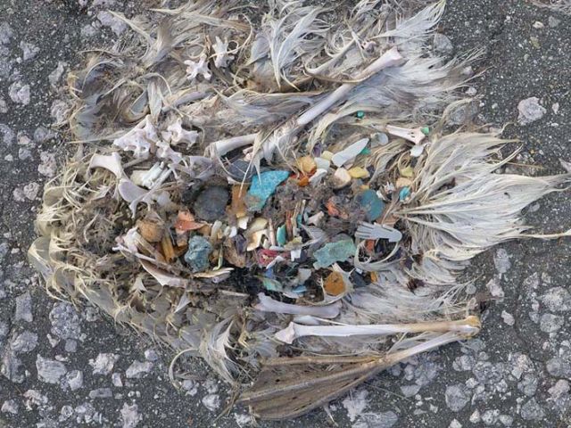 To know why albatrosses die, just look into their stomach!! (30 pics)