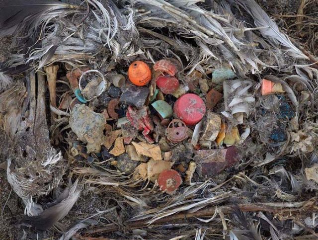 To know why albatrosses die, just look into their stomach!! (30 pics)