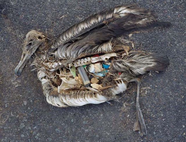 To know why albatrosses die, just look into their stomach!! (30 pics)