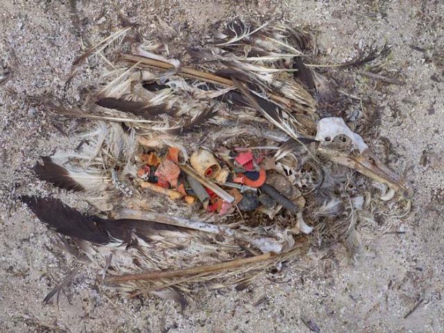 To know why albatrosses die, just look into their stomach!! (30 pics)